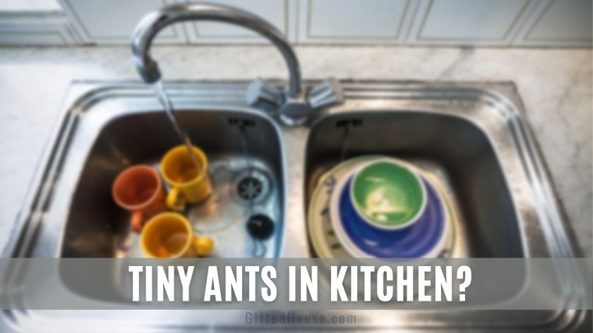 Tiny Ants in Kitchen