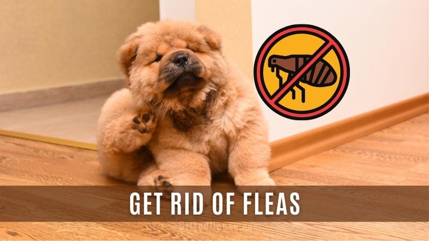 How to Kill Fleas?